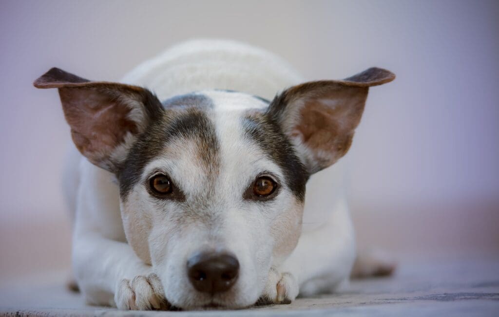 The Benefits of Having Pet Insurance 1 2025 - dog 2810484 1920